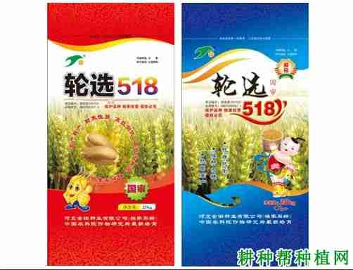 轮选518小麦品种简介(轮选518麦种怎么样)